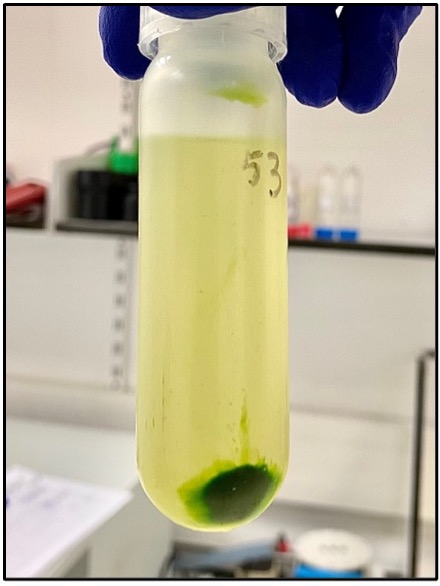 image of petri plates with a 4 cm diameter of cells drying