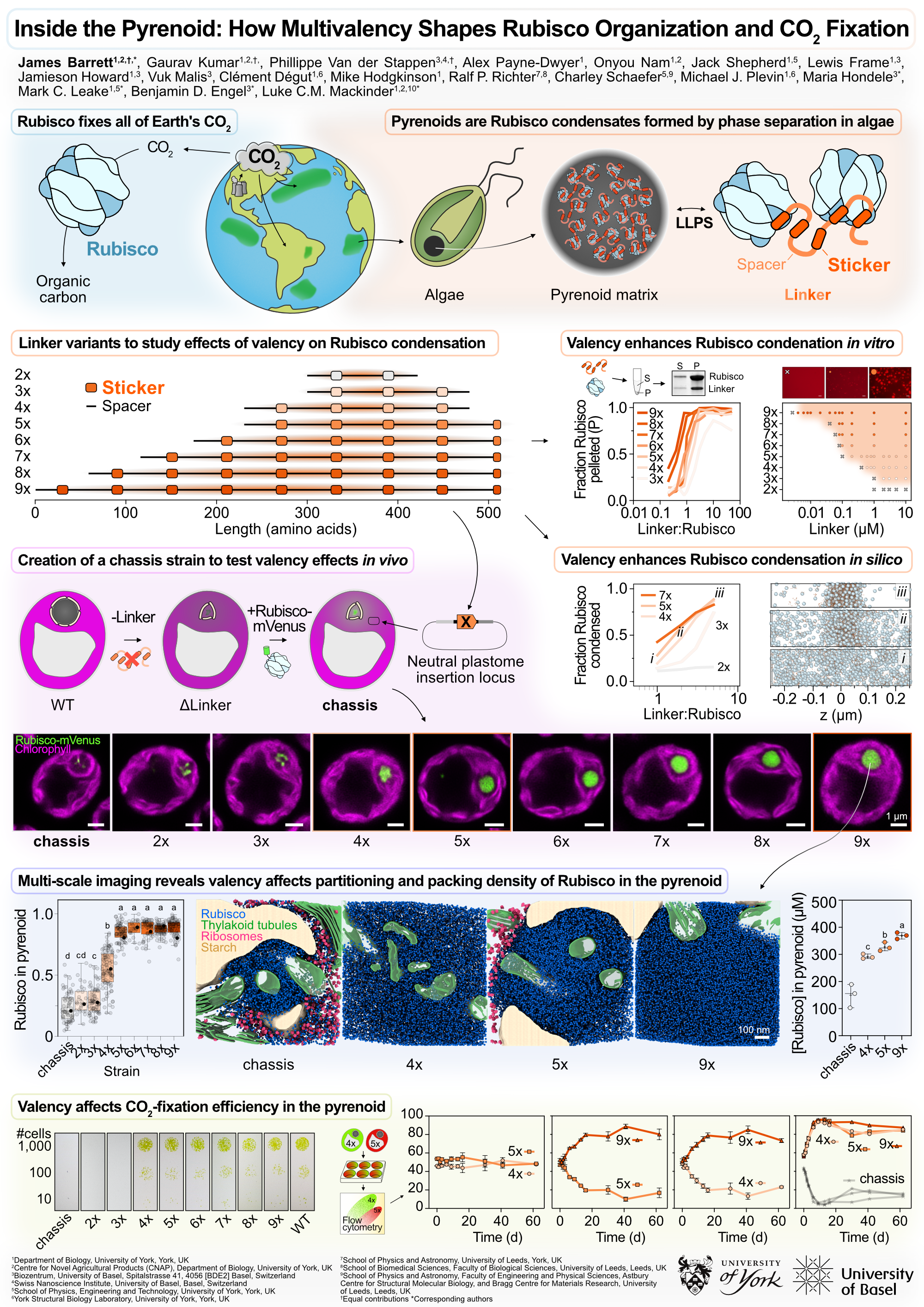 Thumbnail for Inside the Pyrenoid: How Multivalency Shapes Rubisco Organization and CO₂ Fixation