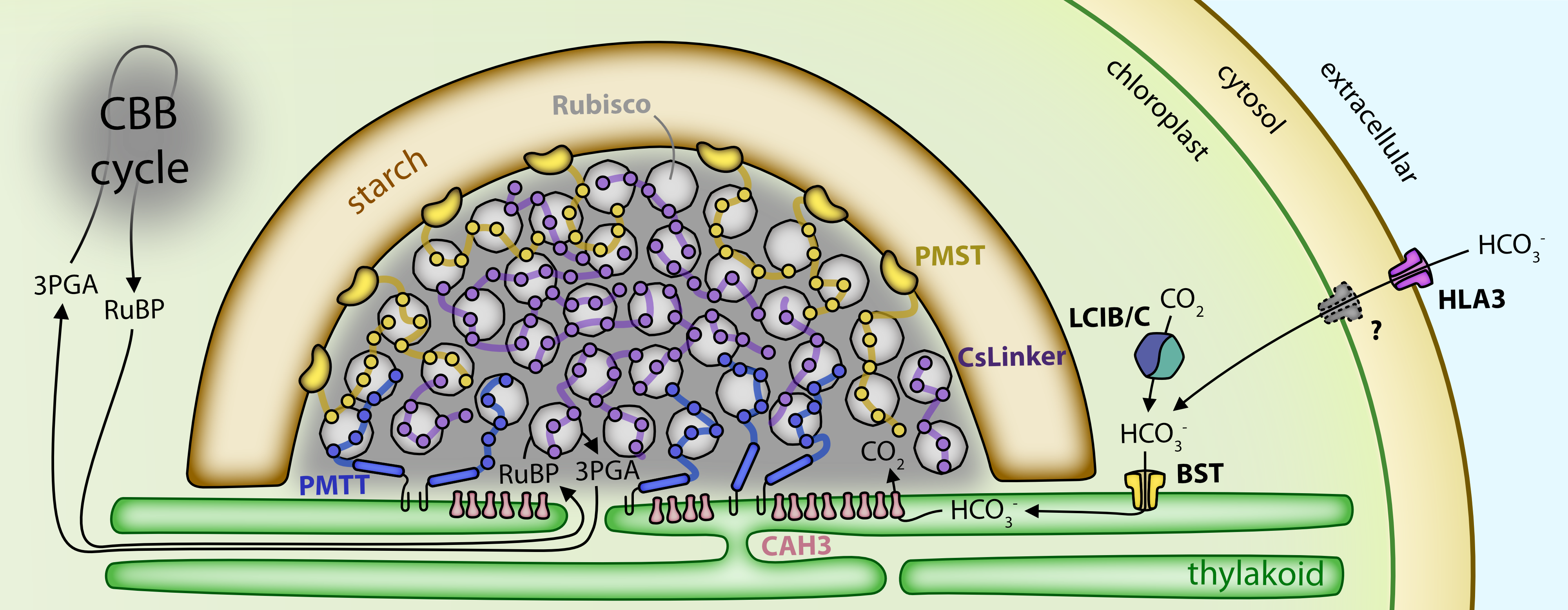 Summary figure