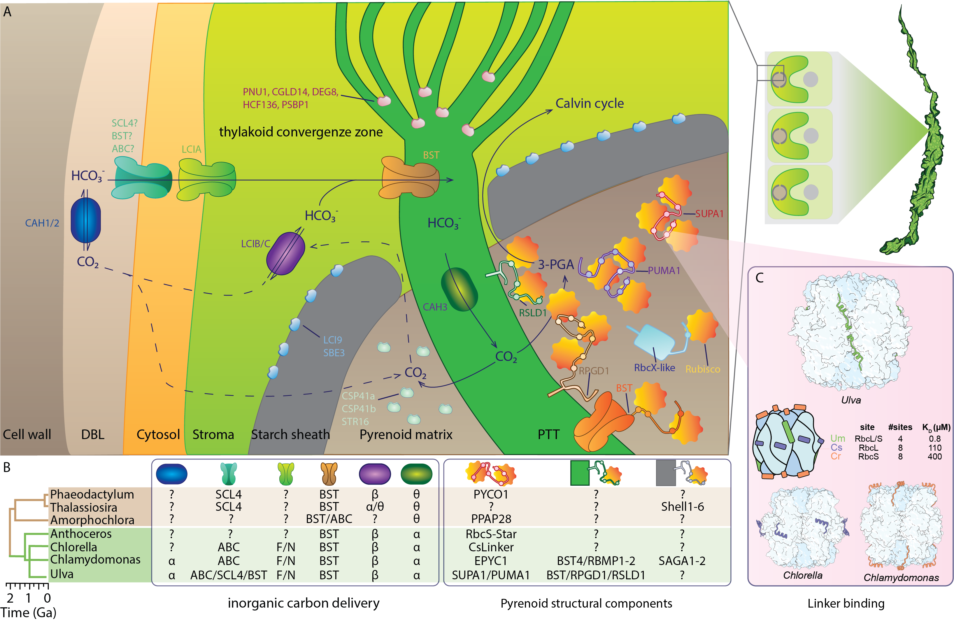 Summary figure