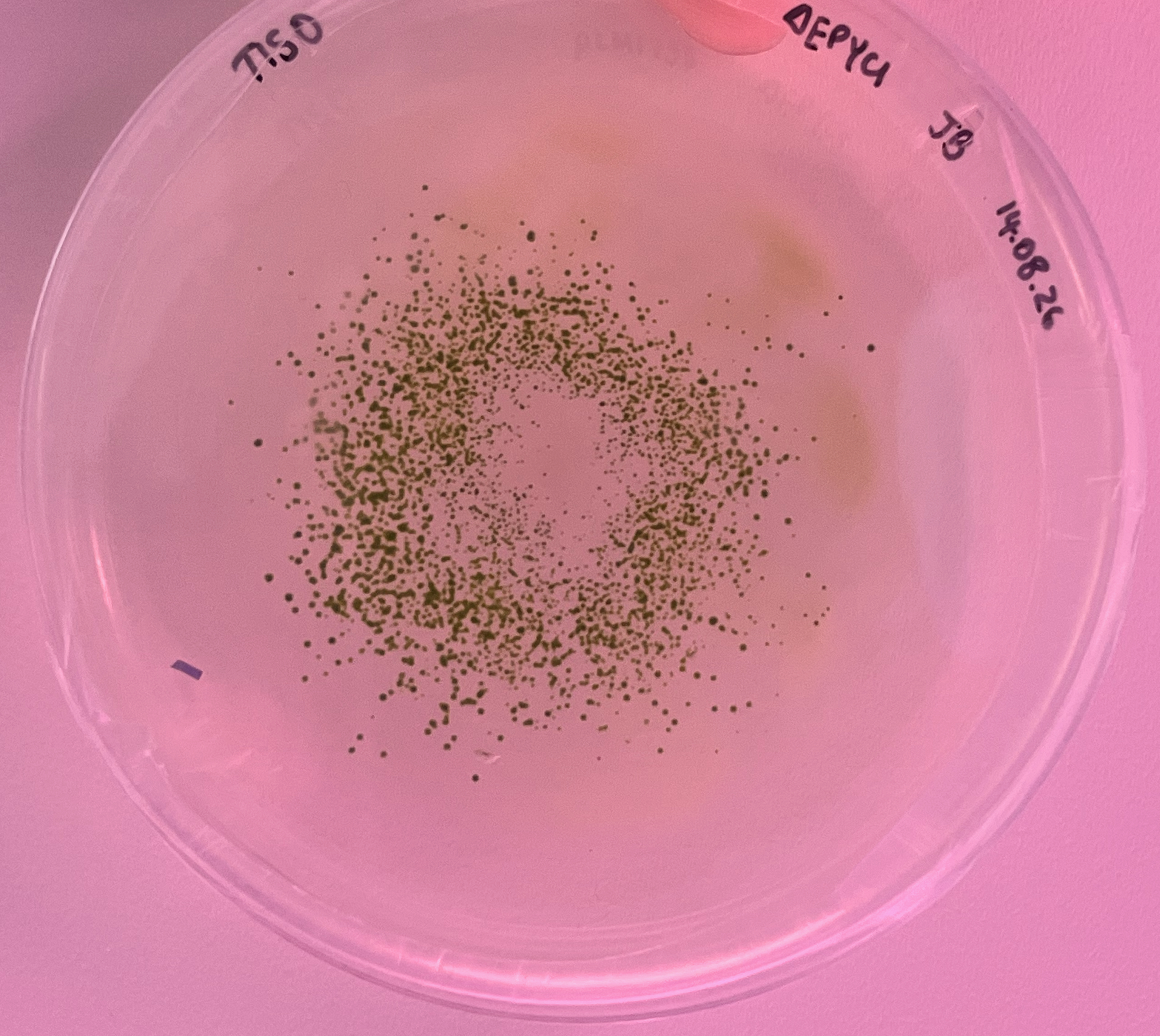 recovering colonies on a selection plate following bombardment